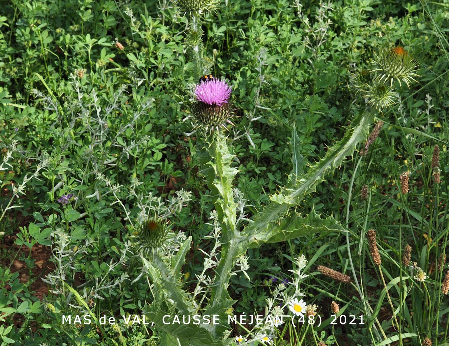 Thistle, Scotch, Cotton thistle